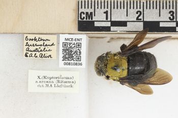 Media type: image;   Entomology 810836 Aspect: labels